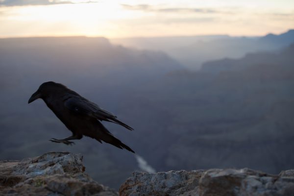 This raven watched me for a while, trying to decide if he would be able to grab any of my picnic. He finally realized I was onto him and hopped off, although I seriously think he was just looping around to try to attack from the rear. Anyhow, I composed and waited and "hop!"