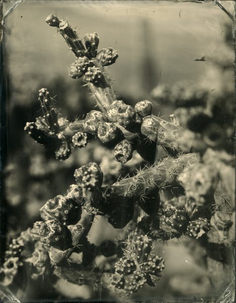 Cholla