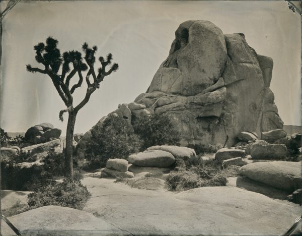 Yes, I did manage to make a tintype of an actual Joshua Tree in Joshua Tree National Park.