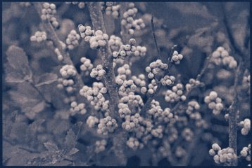 Cyanotype toning