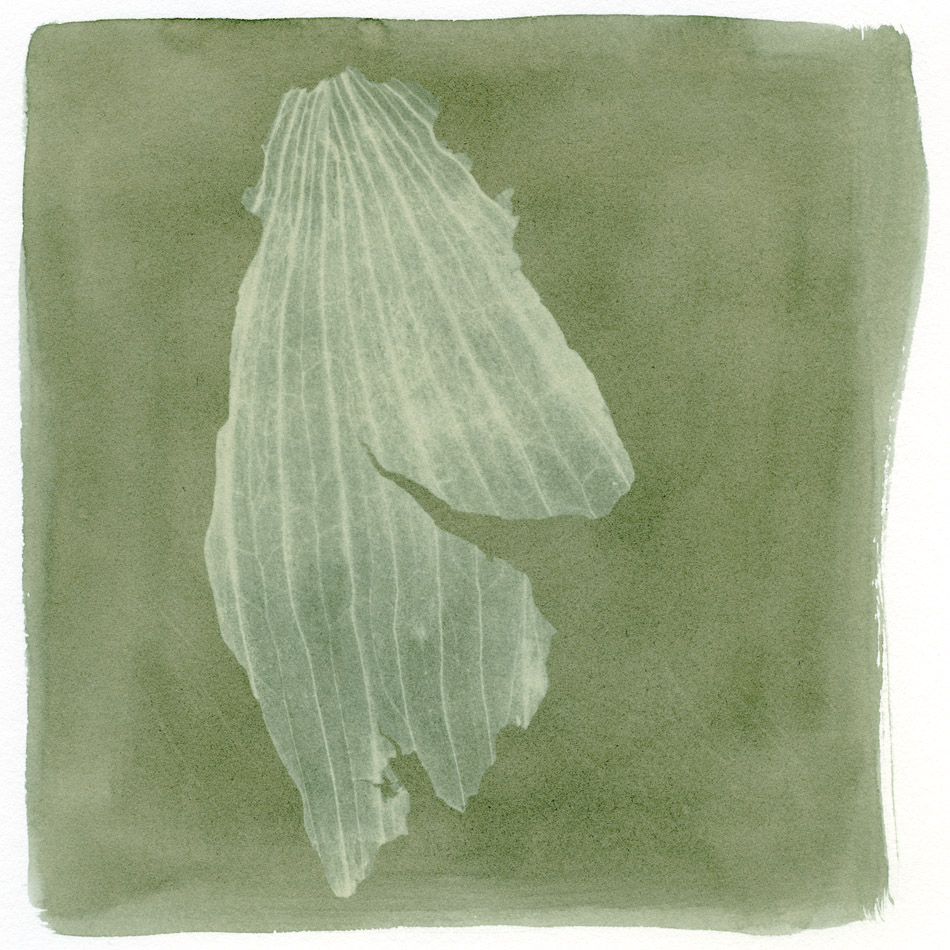 Onion skin, 2012. Gum bichromate print.