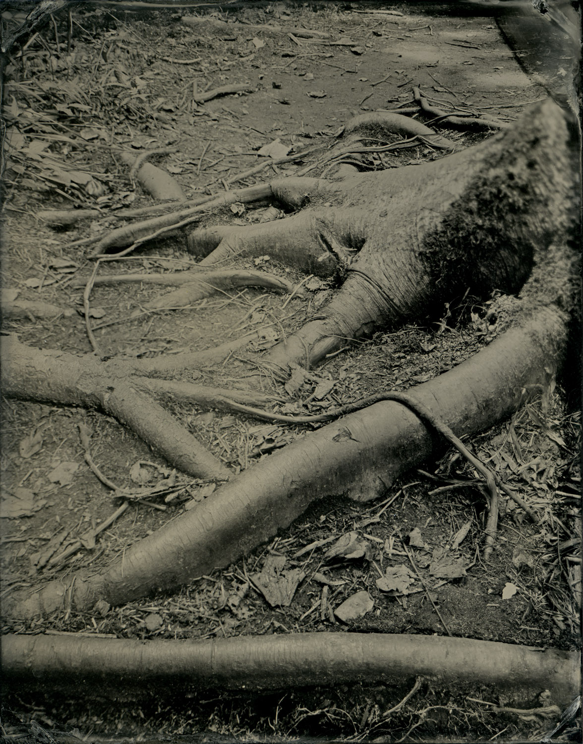 Birch Point State Park, Tintypes, 3.5 x 4.5 inches
