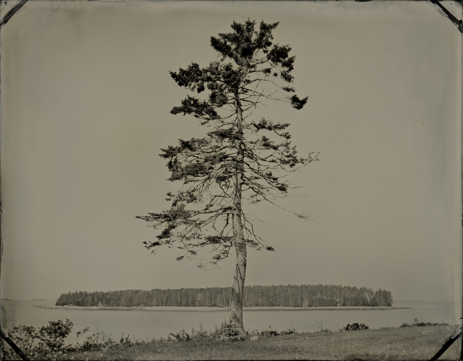 ash_island_tree_004