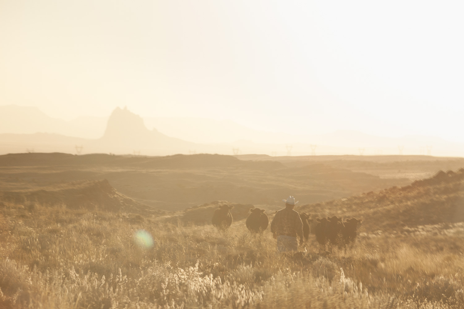 A rancher brings in some cattle that had been grazing on BLM land near Waterflow, NM. Shiprock rises out of the haze in the background.