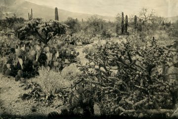 Saguaro National Park, Part 2