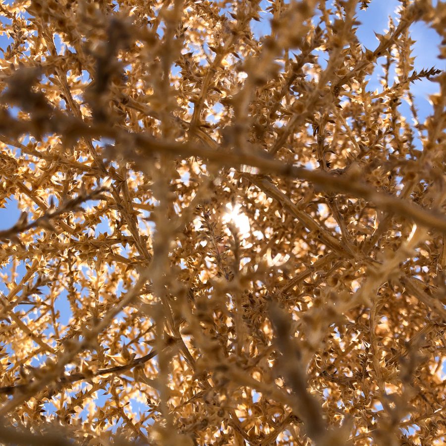 Sunshine through tumbleweed