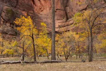 Zion National Park