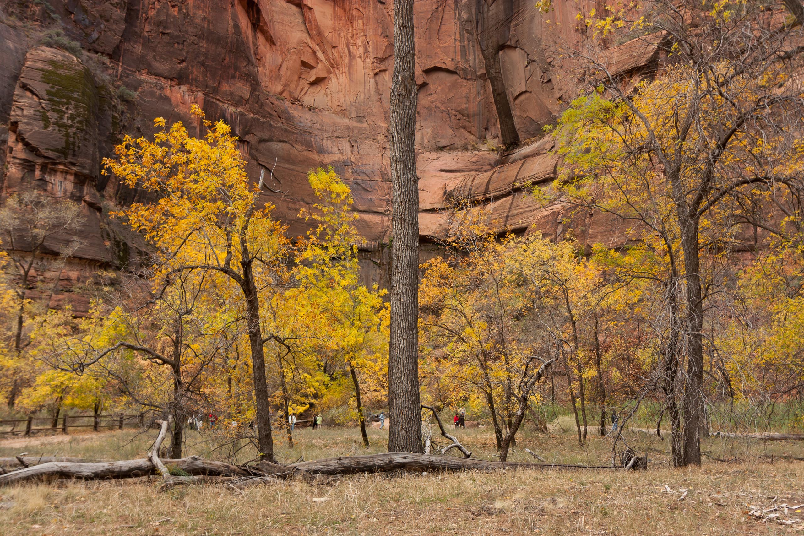 Read more about the article Zion National Park