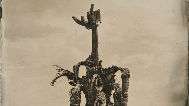 Read more about the article The Bush Fire Saguaro