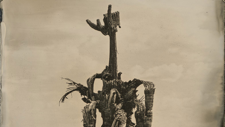 Read more about the article The Bush Fire Saguaro