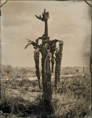 The Bush Fire Saguaro