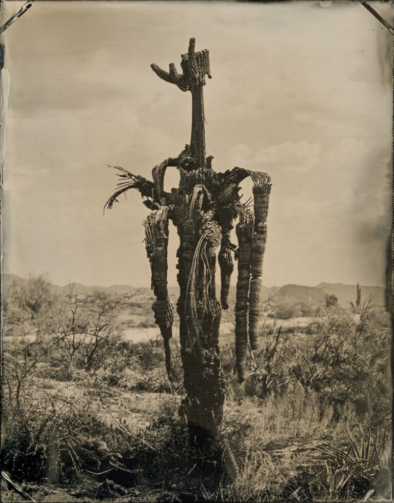 Read more about the article The Bush Fire Saguaro