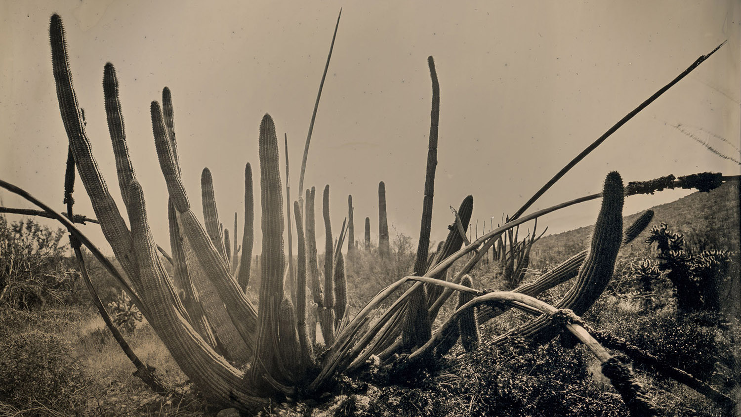 Read more about the article Organ Pipe Cactus National Monument