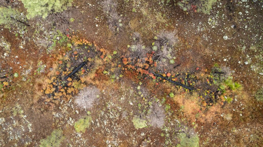 Read more about the article Rafael Fire, Arizona